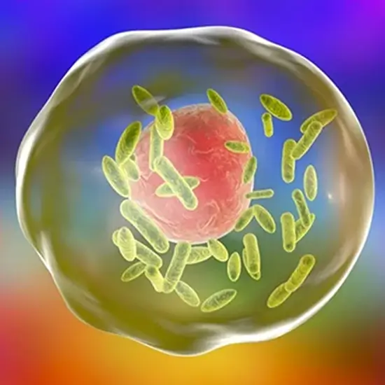 q fever coxiella burnetti antibodies igg and igm